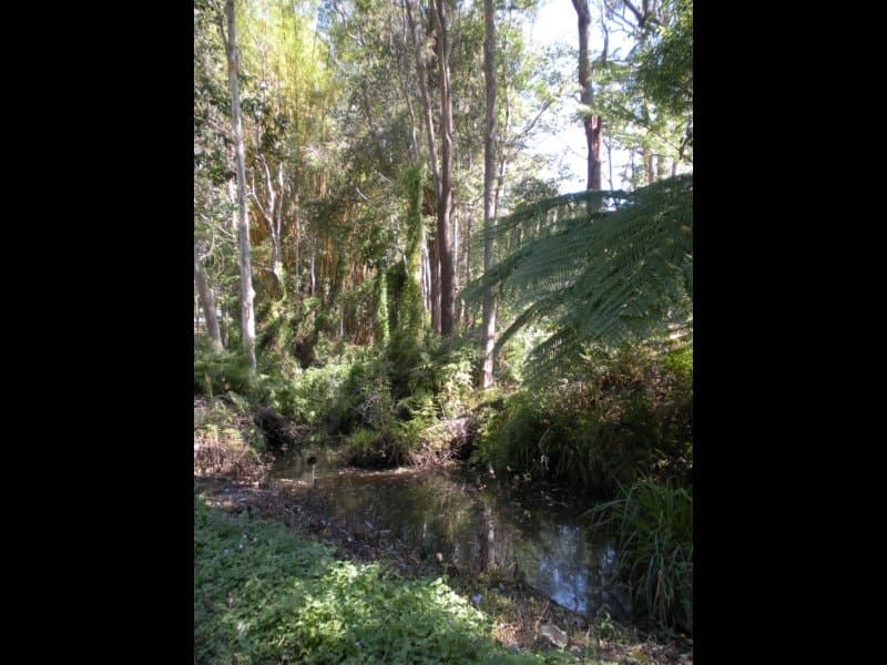 55 Palmwoods School Road, Palmwoods, Palmwoods - Thumbnail 8