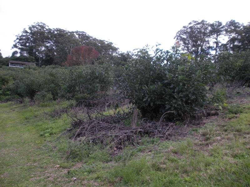 1 Nicklin Lane, Palmwoods, Palmwoods - Thumbnail 7