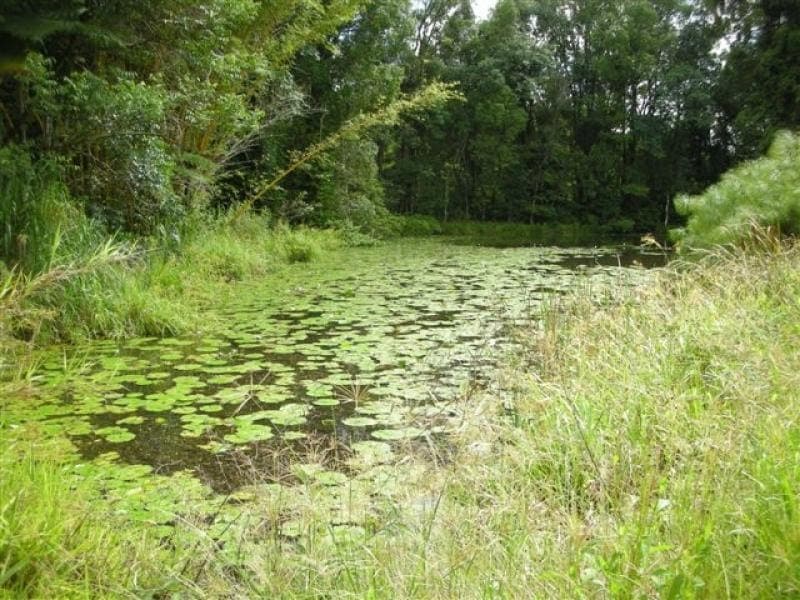 152 Woombye Palmwoods Rd, Palmwoods, Palmwoods - Thumbnail 2
