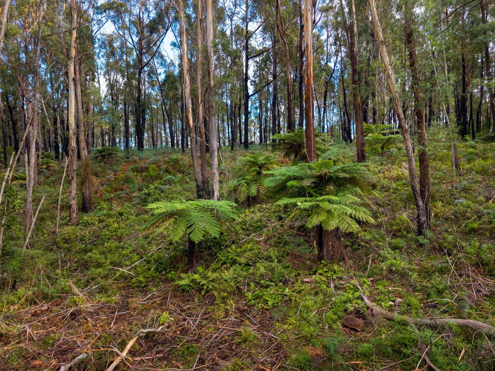 14 Yankees Gap Firetrail Bemboka NSW, 14 Yankees Gap Firetrail Bemboka - Thumbnail 6
