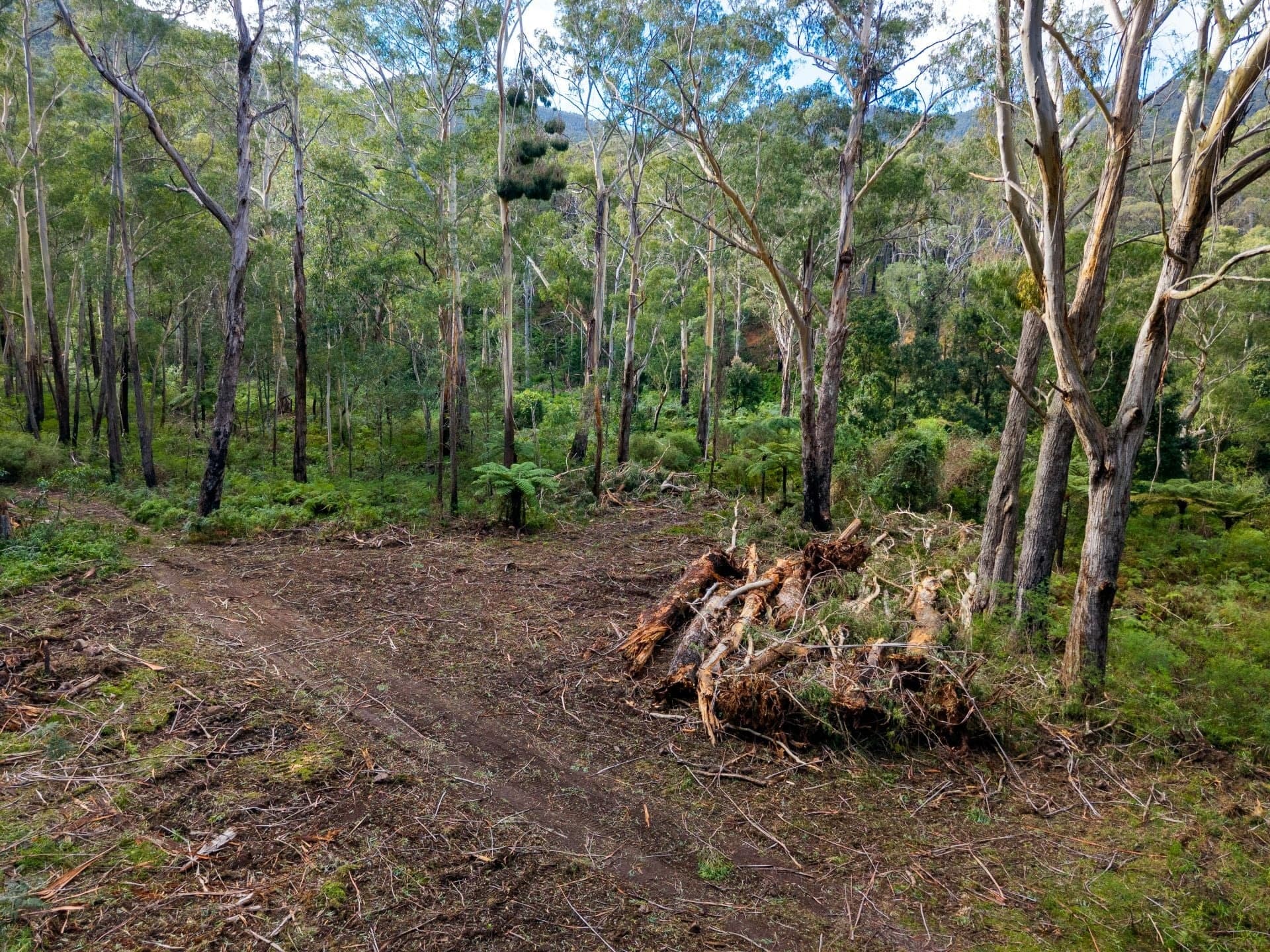 14 Yankees Gap Firetrail Bemboka NSW, 14 Yankees Gap Firetrail Bemboka - Thumbnail 7