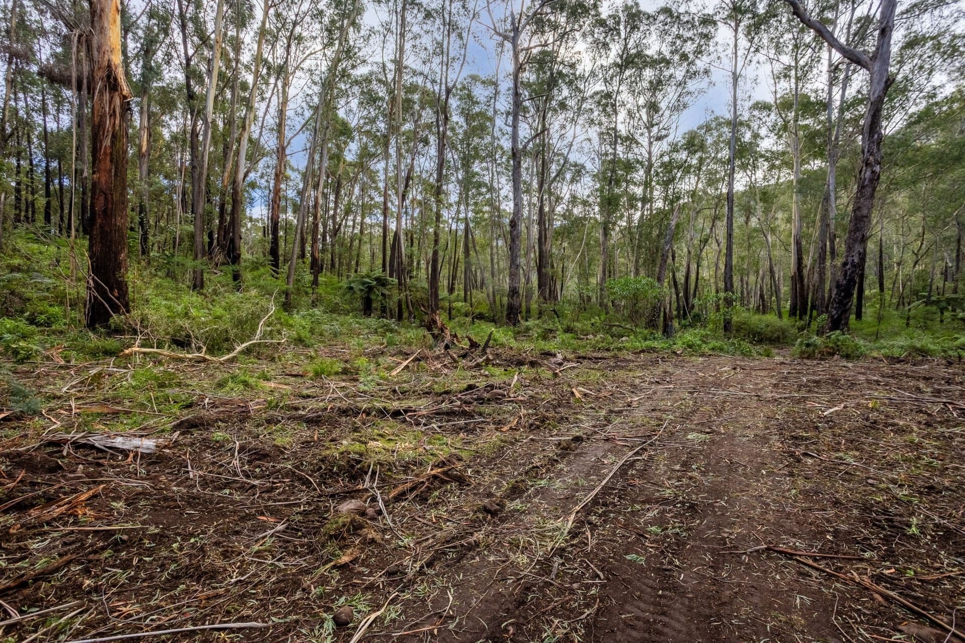 14 Yankees Gap Firetrail Bemboka NSW, 14 Yankees Gap Firetrail Bemboka - Thumbnail 8