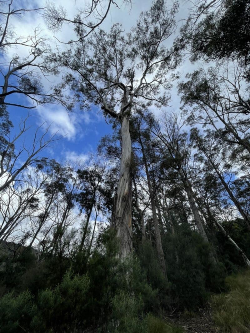 85/305 Big Jack Mountain Road Burragate NSW, Burragate - Image 1