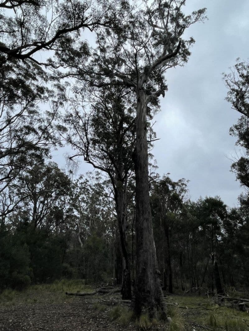 85/305 Big Jack Mountain Road Burragate NSW, Burragate - Thumbnail 2