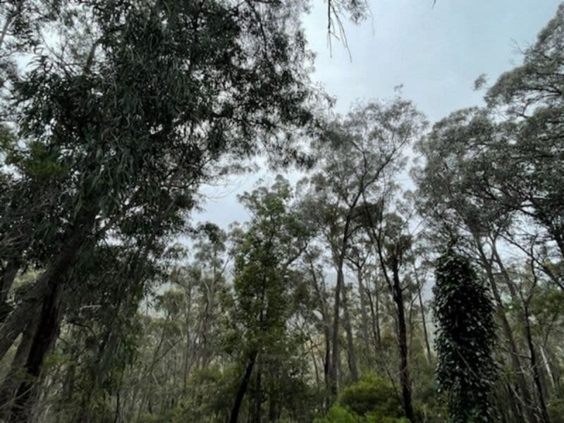 85/305 Big Jack Mountain Road Burragate NSW, Burragate - Thumbnail 5