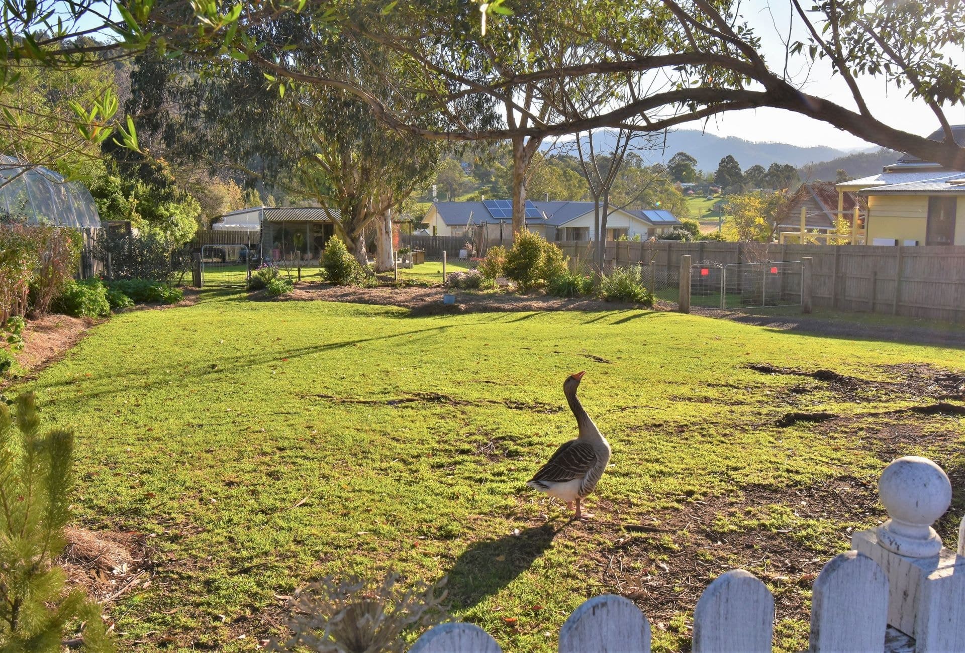 37 Bermagui Road Cobargo NSW, Cobargo - Thumbnail 4