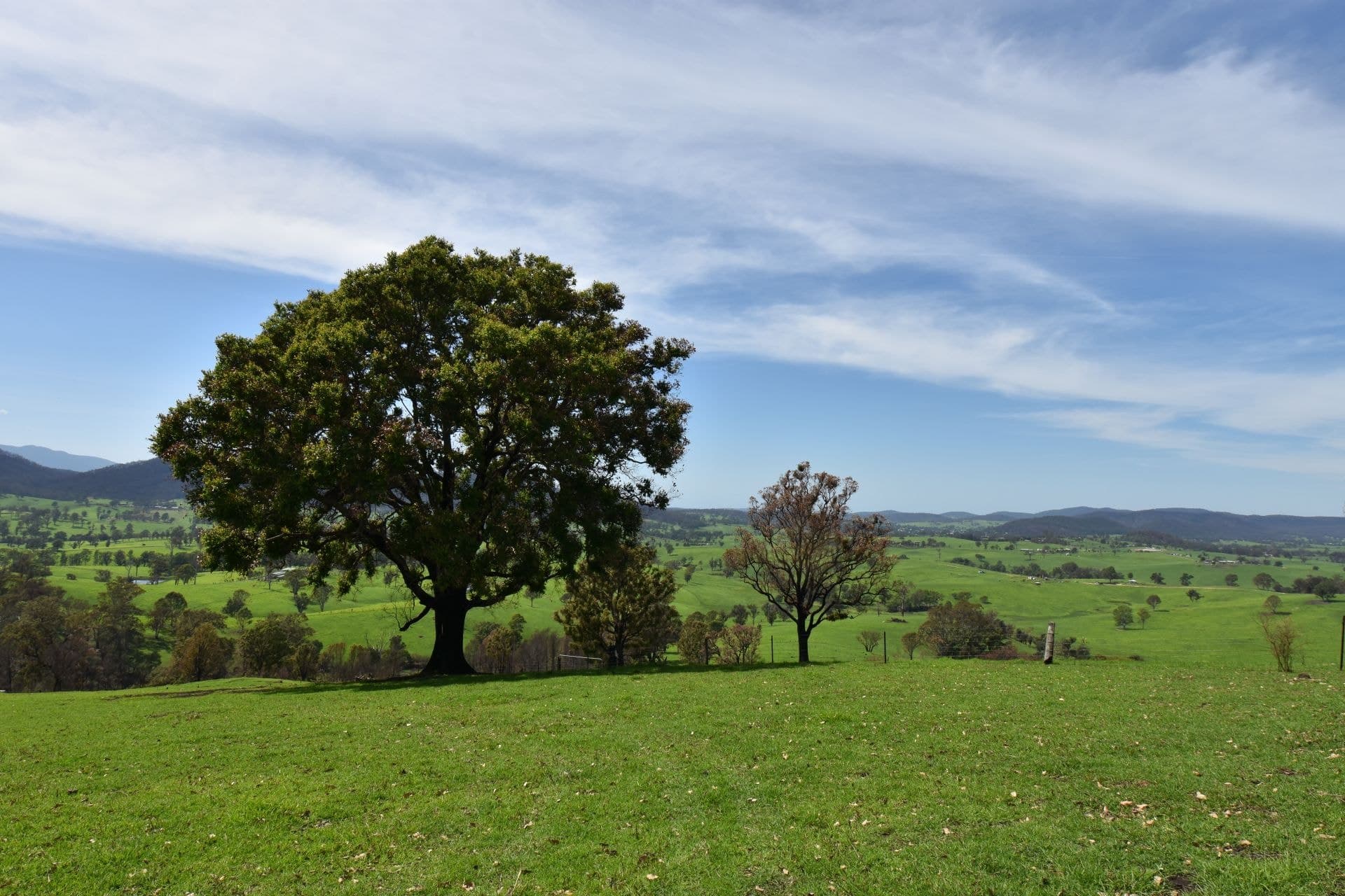 43 County Boundary Road COBARGO NSW, Cobargo - Image 1