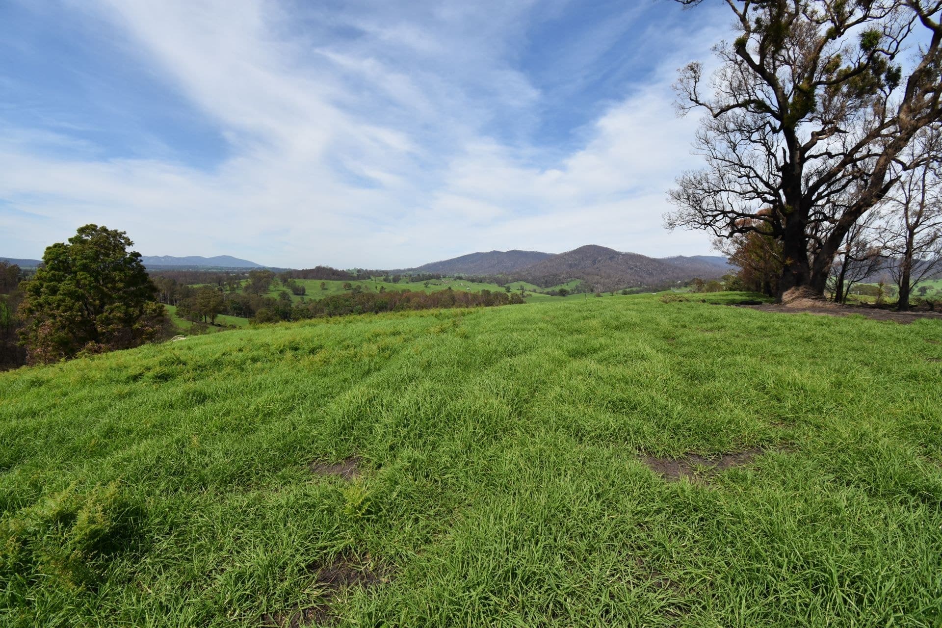 43 County Boundary Road COBARGO NSW, Cobargo - Thumbnail 5