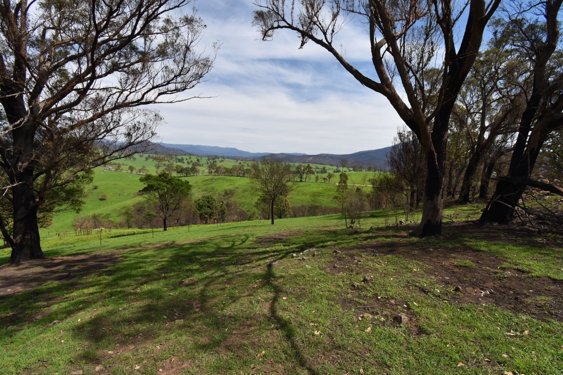43 County Boundary Road COBARGO NSW, Cobargo - Thumbnail 6