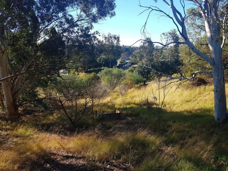 1 Elton Street Candelo NSW, Candelo - Thumbnail 2