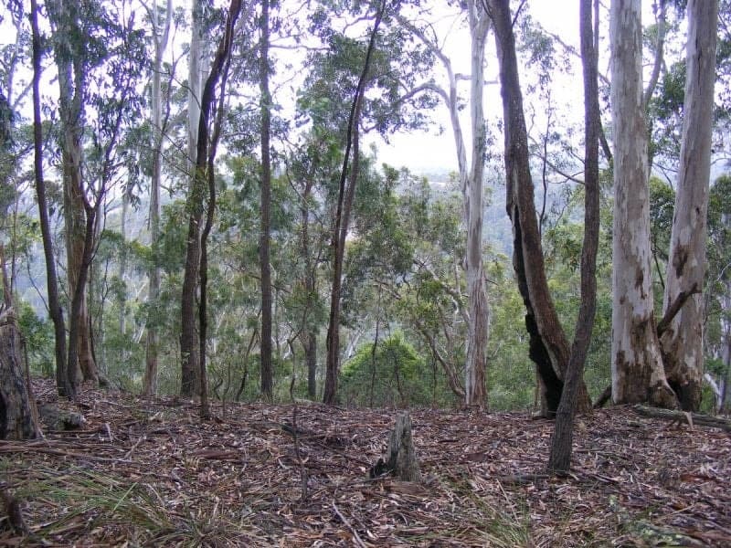 220 Moreings Road Candelo NSW, Candelo - Thumbnail 3
