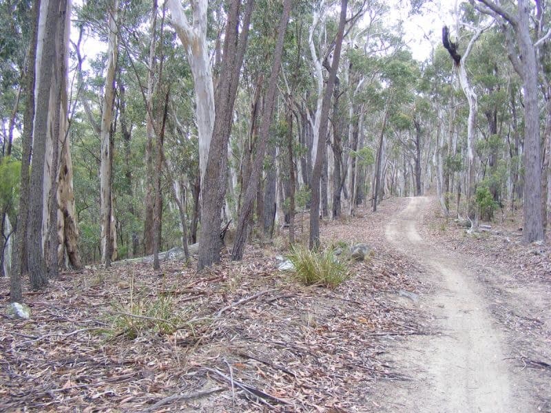 220 Moreings Road Candelo NSW, Candelo - Thumbnail 4