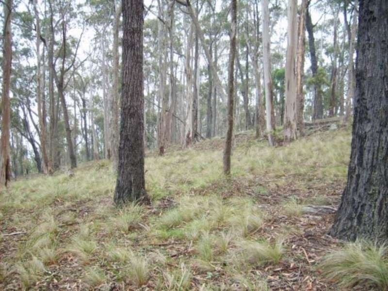 220 Moreings Road Candelo NSW, Candelo - Thumbnail 5