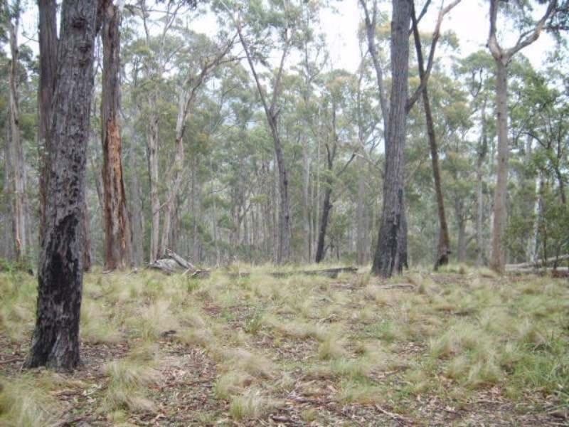 220 Moreings Road Candelo NSW, Candelo - Thumbnail 6