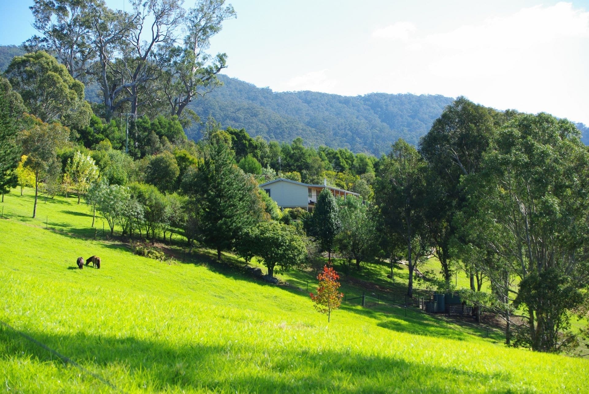 240 Quinlans Road Cobargo NSW, Cobargo - Thumbnail 4