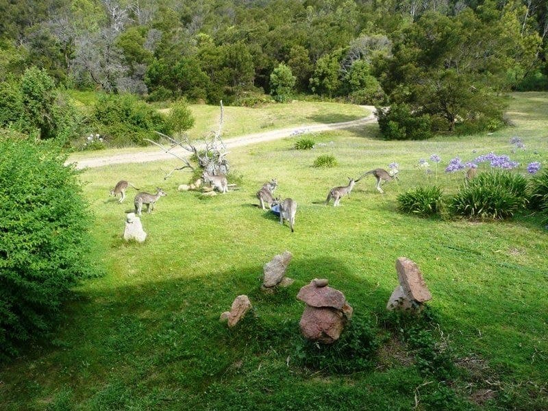 1376 Tantawangalo Mountain Road Candelo NSW, Candelo - Image 1