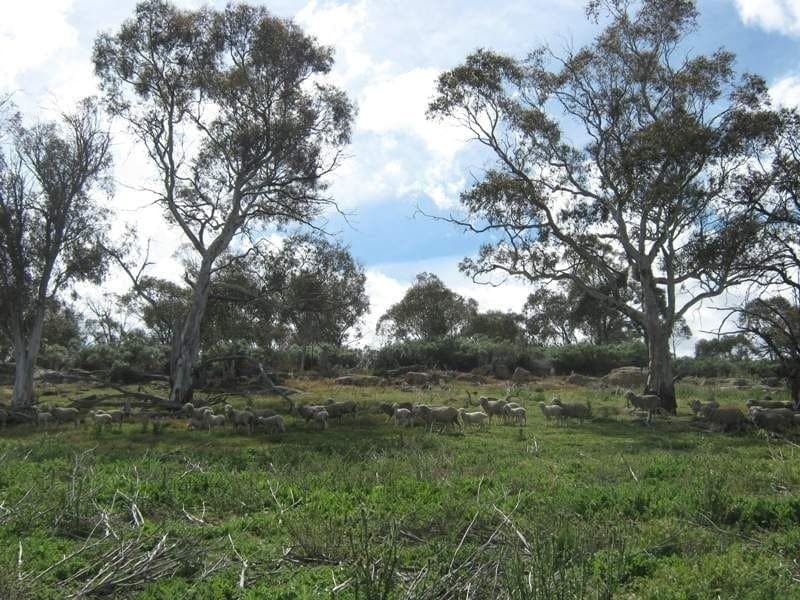 105 Bobeyan Road Shannons Flat NSW, Shannons Flat - Thumbnail 6
