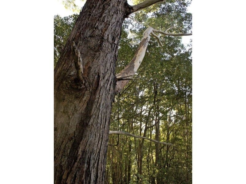 833 The Pocket Street, Billinudgel NSW 2483, Billinudgel - Thumbnail 6
