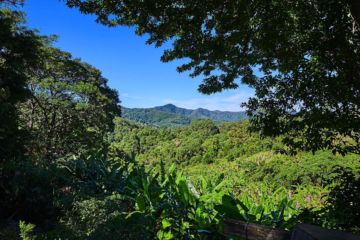 199 Palmwoods Rd, Palmwoods NSW 2482, Palmwoods - Thumbnail 2