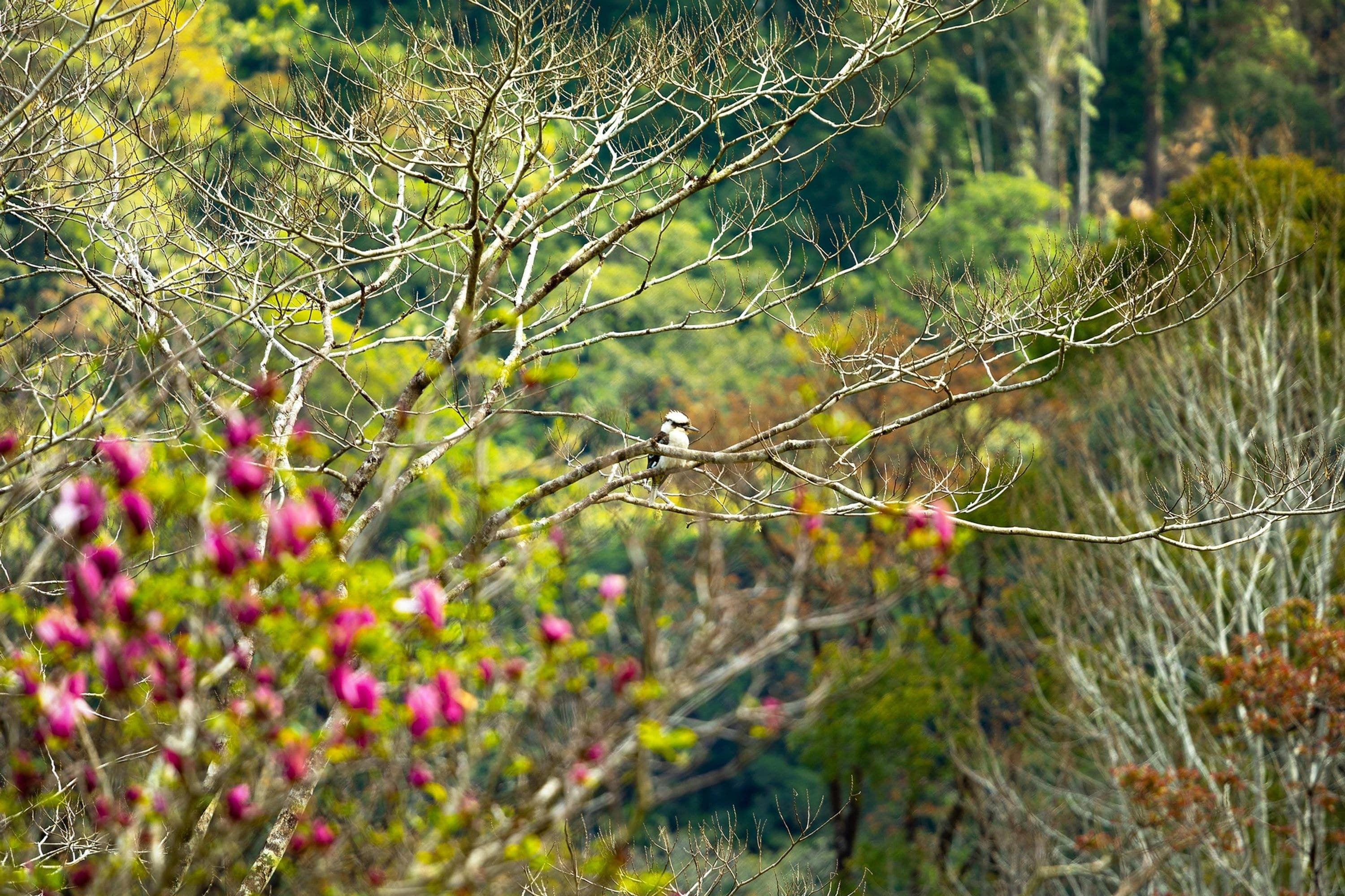 Upper Wilsons Creek, Upper Wilsons Creek - Thumbnail 4