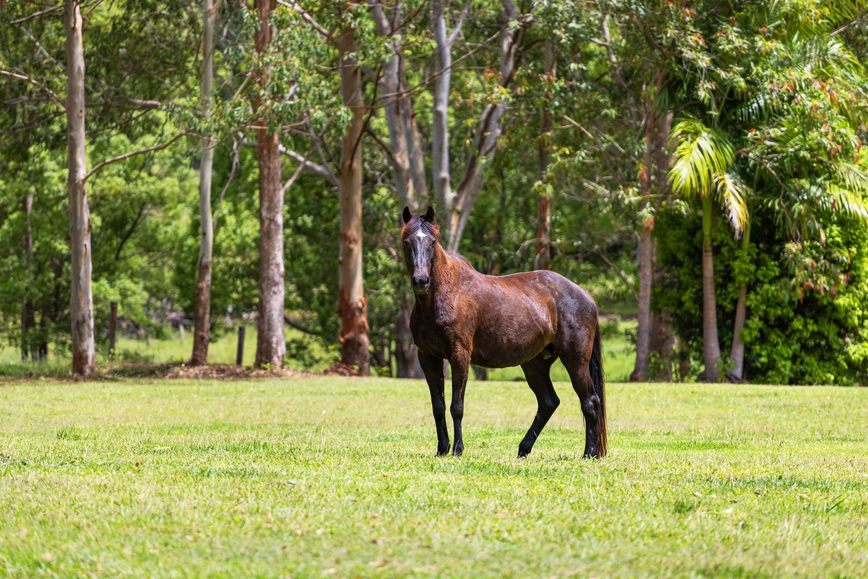 84 Dudgeons Lane, Bangalow - Thumbnail 2