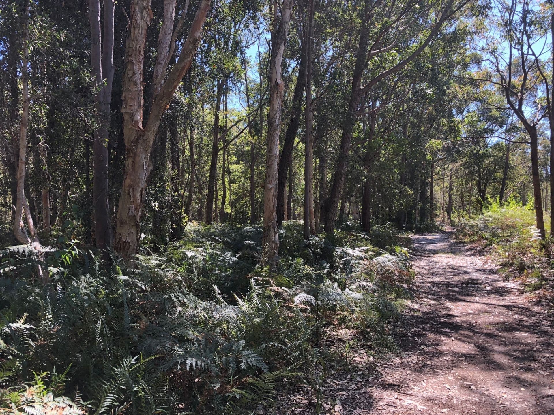 61 Red Gum Road, Boomerang Beach NSW, Boomerang Beach - Thumbnail 5