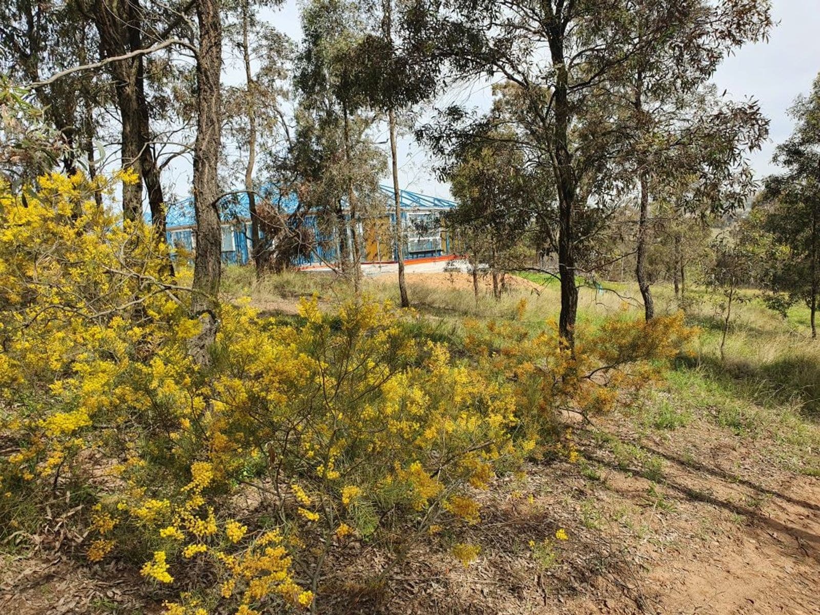 10 Shearer's Close, Muswellbrook NSW 2333, Muswellbrook - Thumbnail 4