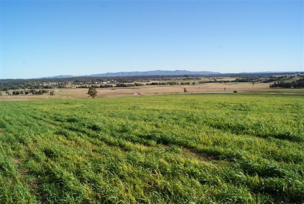 Lot 5 Pyrus Avenue, BRANXTON NSW 2335, Branxton - Image 1