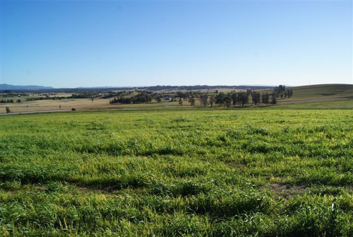Lot 5 Pyrus Avenue, BRANXTON NSW 2335, Branxton - Thumbnail 2