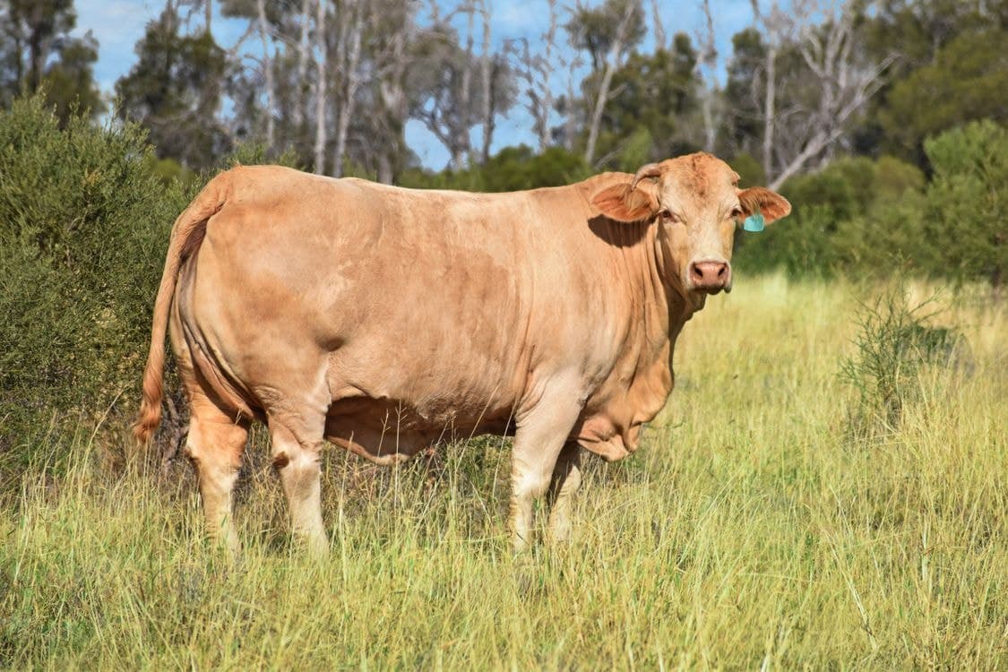 " Kooringa ", ROMA, QLD 4455, Roma - Thumbnail 5