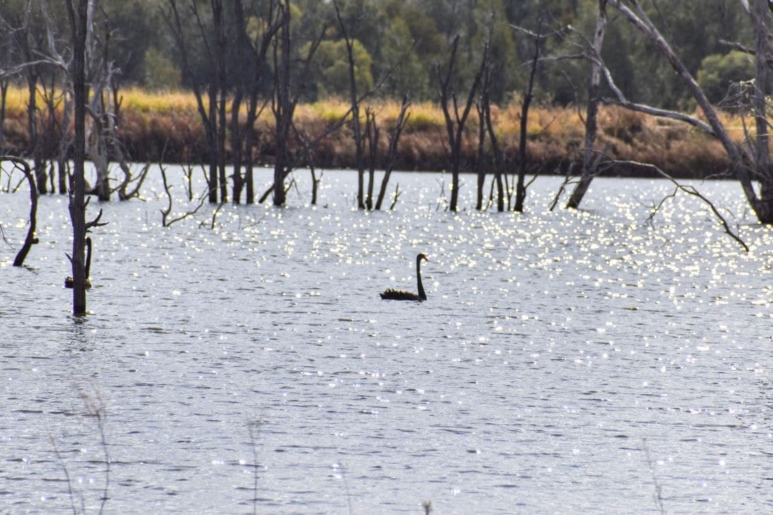 " Kooringa ", ROMA, QLD 4455, Roma - Thumbnail 6