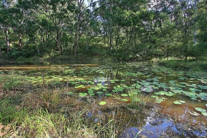 1062 Maleny-Kenilworth Road ELAMAN CREEK QLD, Elaman Creek - Thumbnail 7