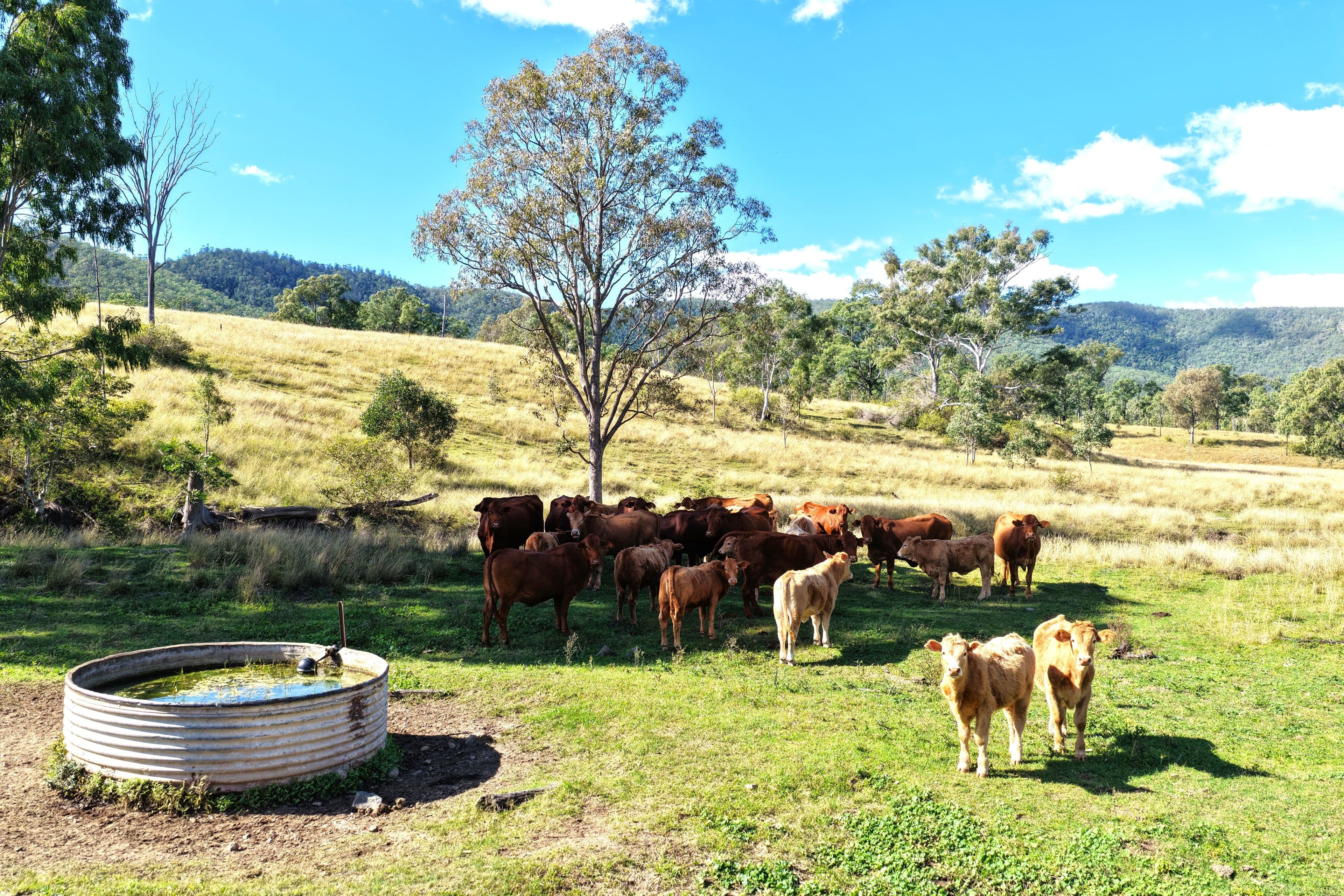 Lower Cressbrook QLD 4313, Lower Cressbrook - Thumbnail 3