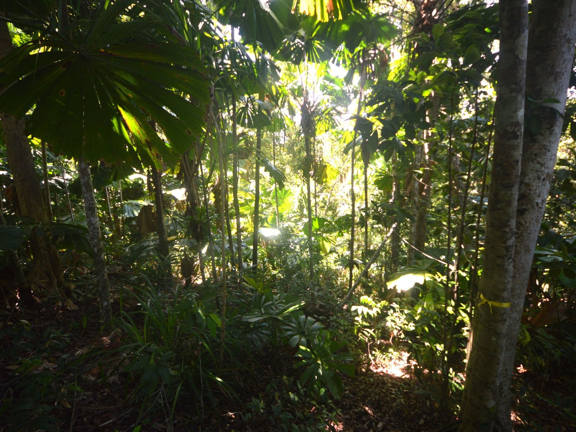 51 Waterfall Place, Jubilee Heights, Jubilee Heights - Thumbnail 8