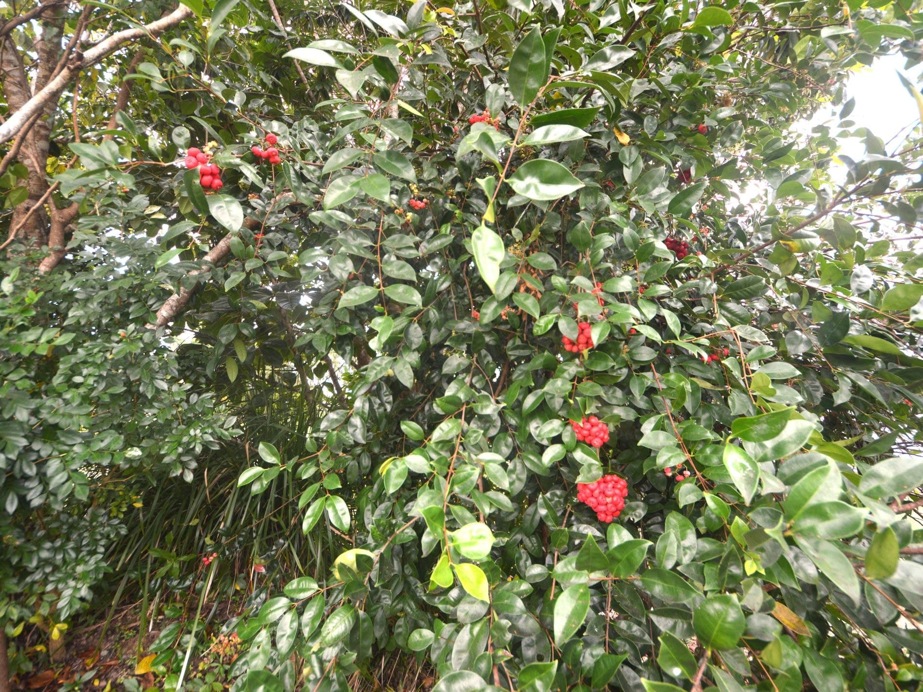 12 Tully Heads Road, Tully Heads, Tully Heads - Thumbnail 8