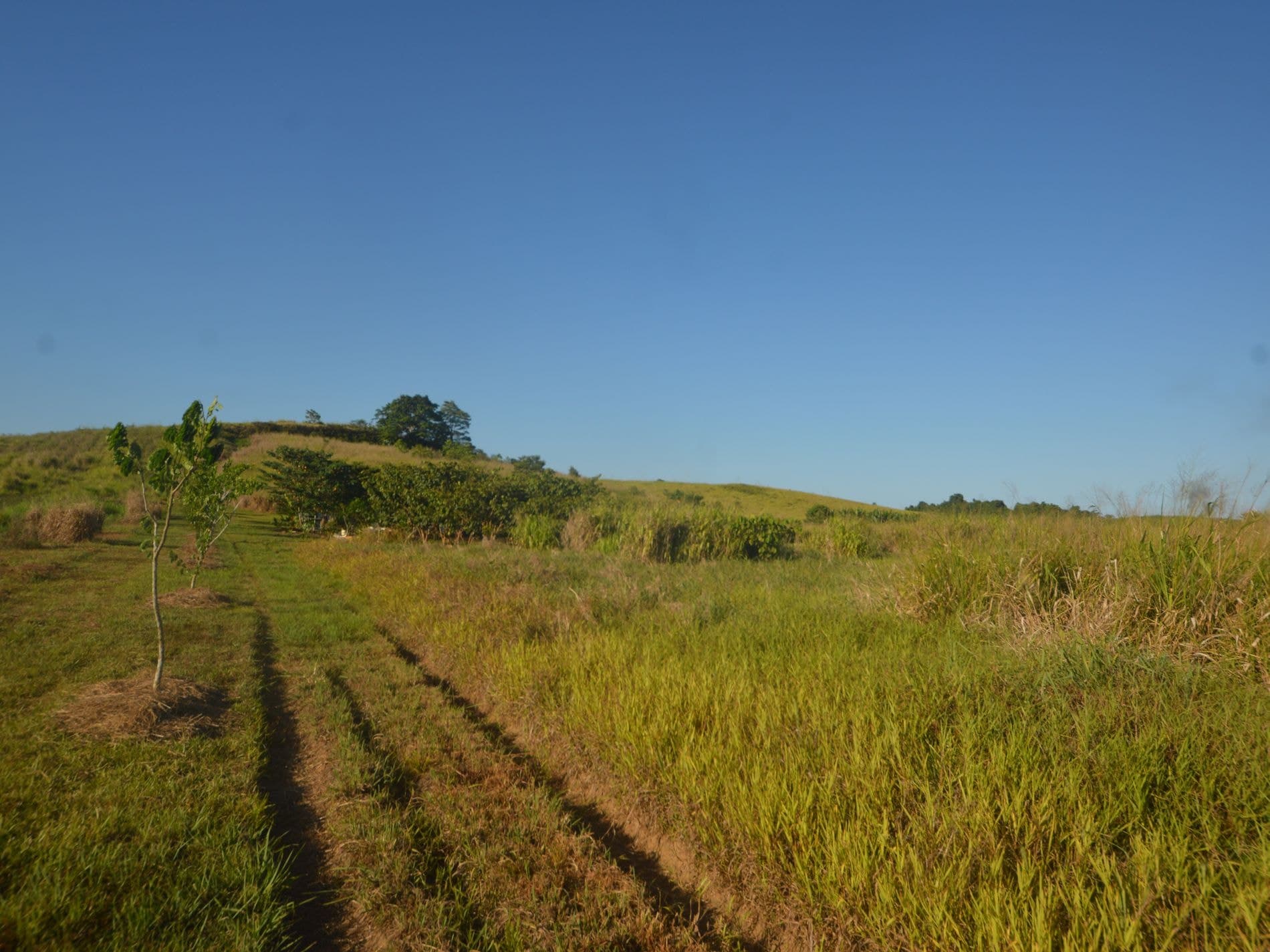 1212 Innisfail Japoon Road, Camp Creek, Camp Creek - Thumbnail 5