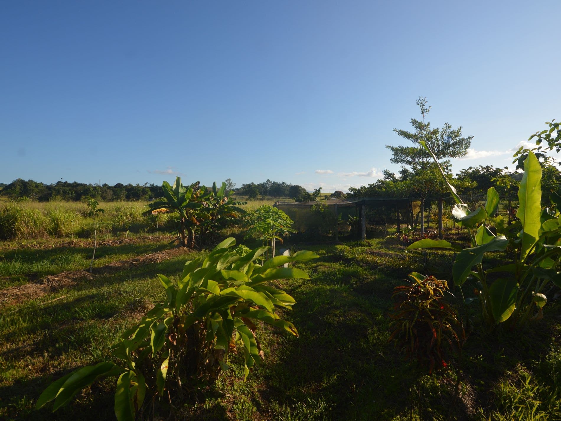1212 Innisfail Japoon Road, Camp Creek, Camp Creek - Thumbnail 6