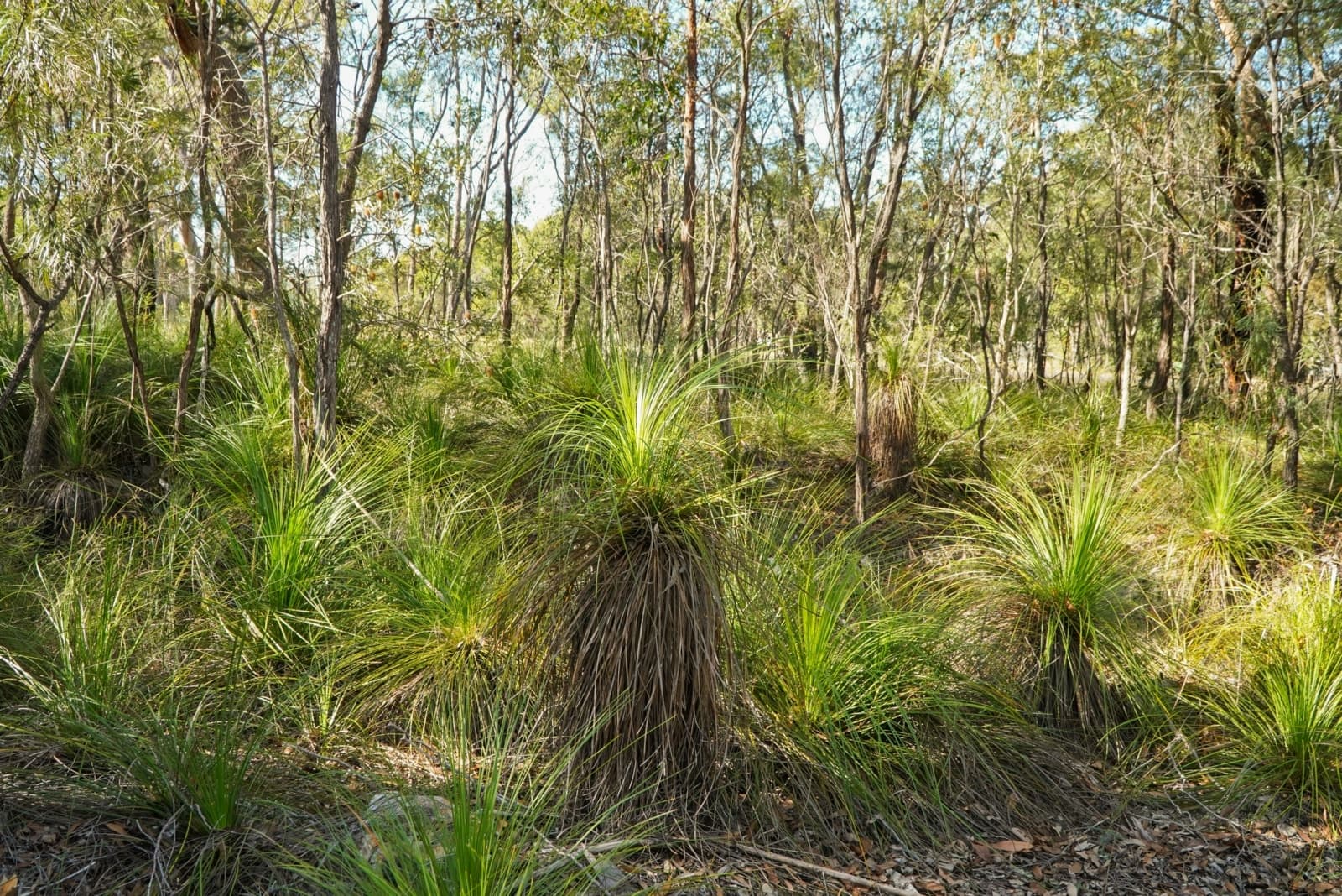 40 Jobson Road, AGNES WATER, Agnes Water - Thumbnail 3
