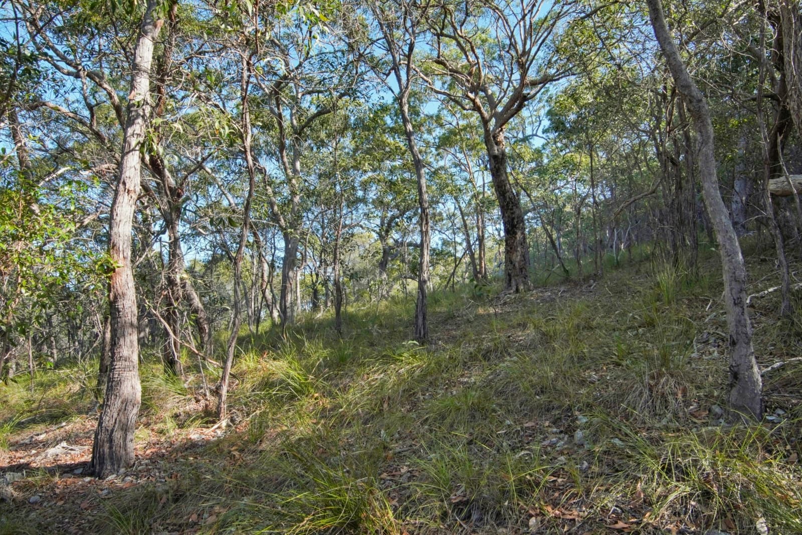 40 Jobson Road, AGNES WATER, Agnes Water - Thumbnail 8