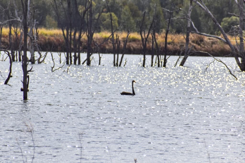 Kooringa , ROMA QLD 4455, Roma - Thumbnail 6