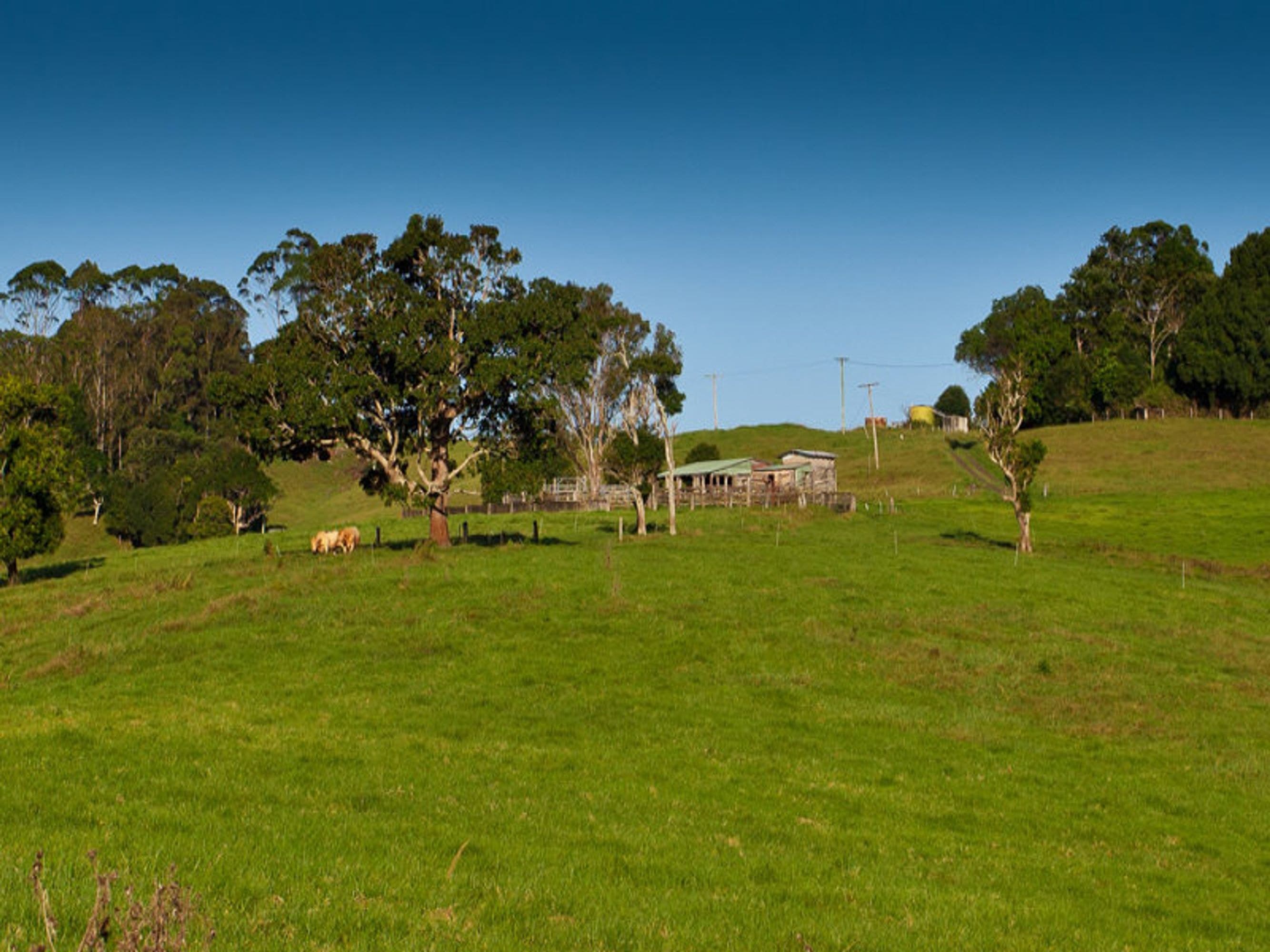 180 Flowers Road, Binna Burra, NSW 2479, Binna Burra - Thumbnail 7