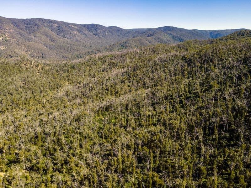 171/DP750243 Big Jack Mountain Road Rocky Hall NSW, Rocky Hall - Thumbnail 6