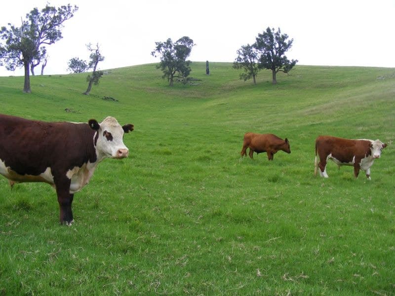369 Cooper Gully Road Bega NSW, Bega - Thumbnail 2