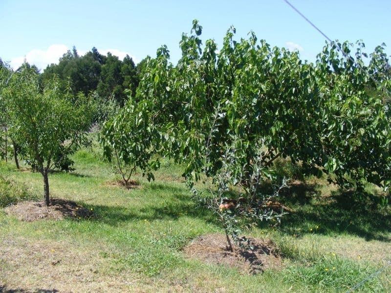 16 Millowine Lane Bega NSW, Bega - Thumbnail 7