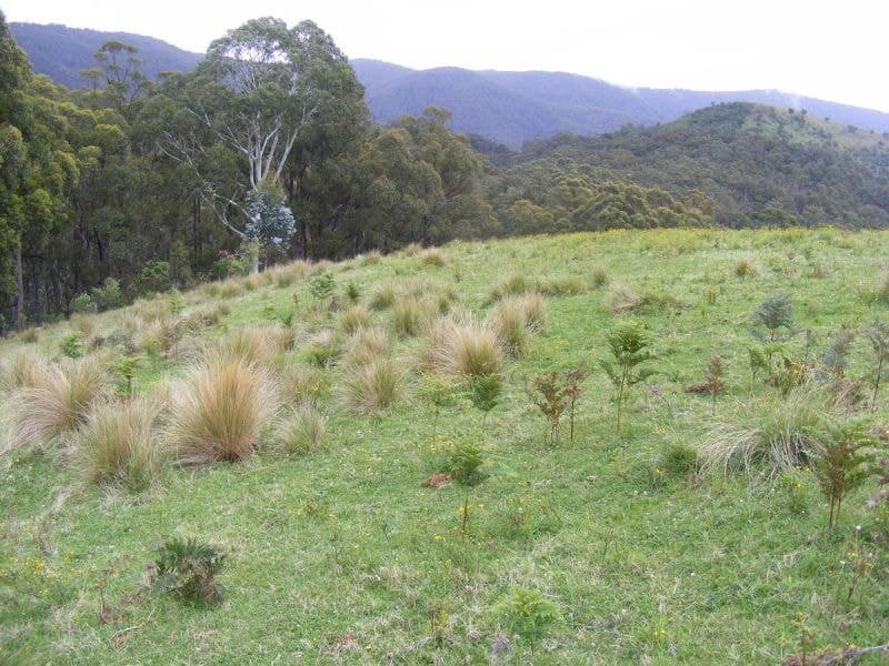 Rolfe Graham Road BEMBOKA NSW, Bemboka - Thumbnail 2