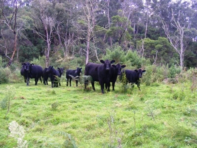 Rolfe Graham Road BEMBOKA NSW, Bemboka - Thumbnail 3