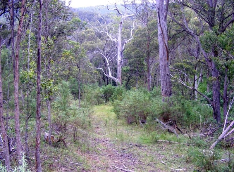Rolfe Graham Road BEMBOKA NSW, Bemboka - Thumbnail 6