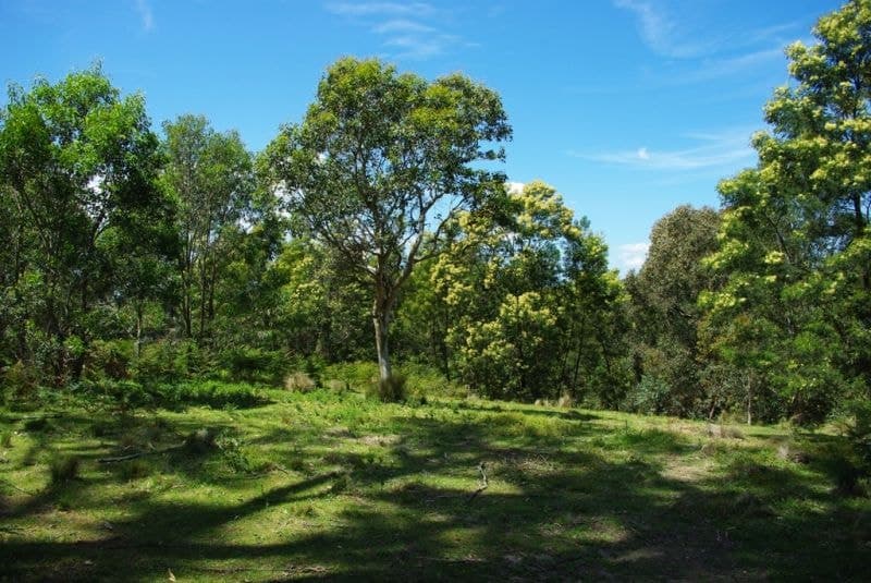 1 County Boundary Road Cobargo NSW, Cobargo - Thumbnail 4
