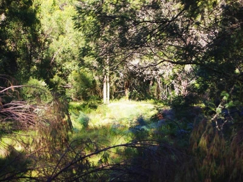 Lot 320 County Boundary Road COBARGO NSW, Cobargo - Image 1