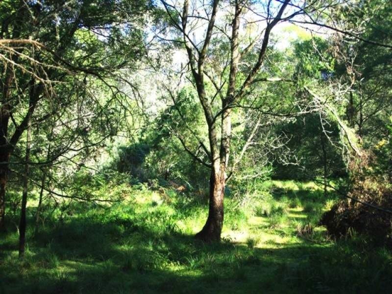 Lot 320 County Boundary Road COBARGO NSW, Cobargo - Thumbnail 5